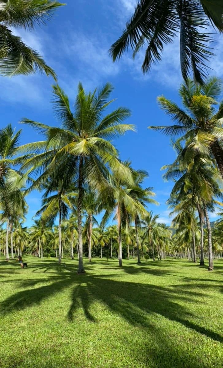 Coconut Groves